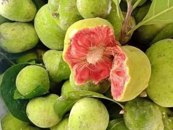 Loại quả xưa chín rụng bạt ngàn nay thành đặc sản giá 200.000 đồng/kg- Ảnh 1. Loại quả xưa chín rụng bạt ngàn nay thành đặc sản giá 200.000 đồng/kg- Ảnh 1.