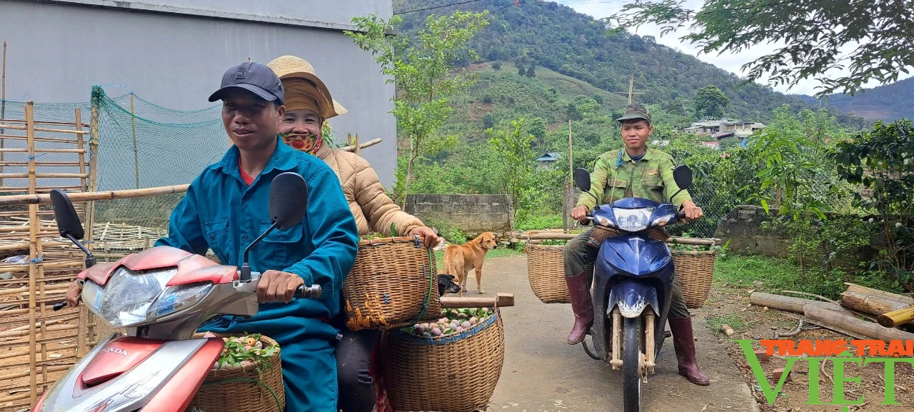 Bản lên "phố" nhờ trồng mận hậu - Ảnh 1.