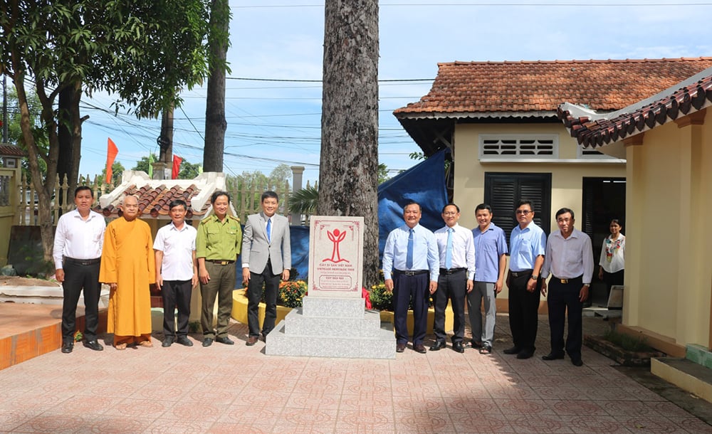 Một cây dầu rái 110 năm tuổi ở chùa Nam An, cao 40m, chu vi 3,3m được công nhận là cây di sản Việt Nam- Ảnh 3.