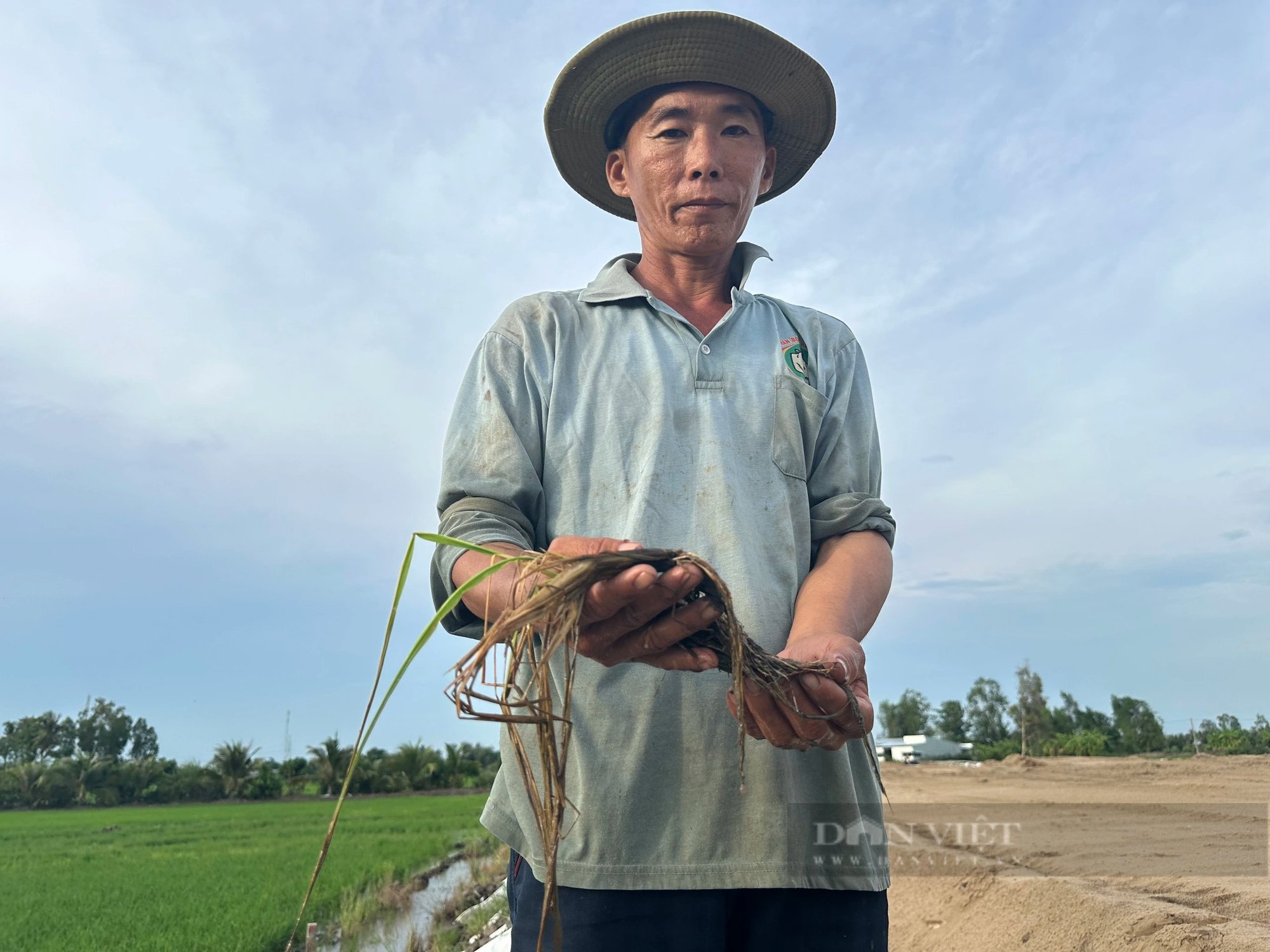 Có hay không lúa chết do làm đường cao tốc ở Hậu Giang: Lúa chết bất thường 2 vụ liên tiếp, nông dân lo lắng- Ảnh 2.
