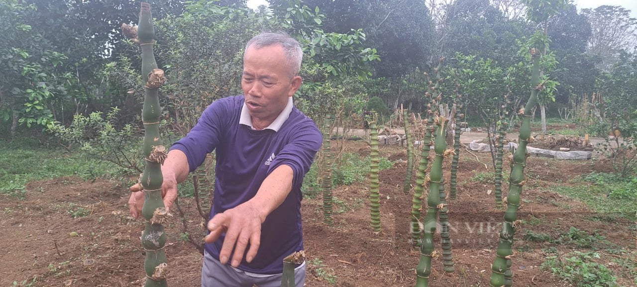 Một người ở Hòa Bình trồng tre la liệt trên đồi, từng tặng Hà Nội 1.000 cây tre uốn thế hình rồng "long giáng"- Ảnh 1.