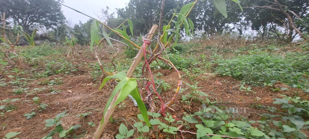 Một người ở Hòa Bình trồng tre la liệt trên đồi, từng tặng Hà Nội 1.000 cây tre uốn thế hình rồng "long giáng"- Ảnh 5.
