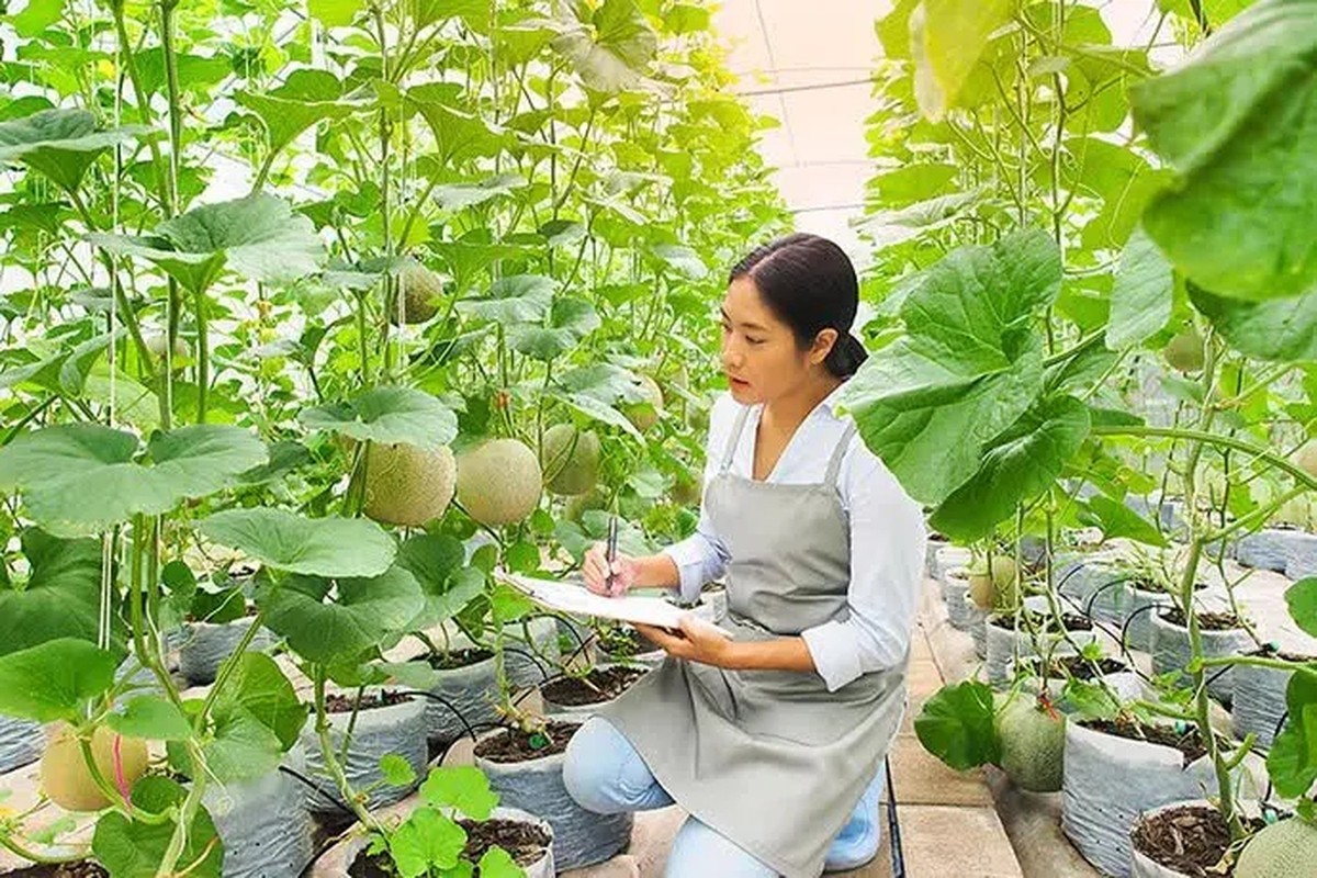Cặp dưa lưới Nhật Bản vừa bán gần nửa tỷ đồng- Ảnh 9.