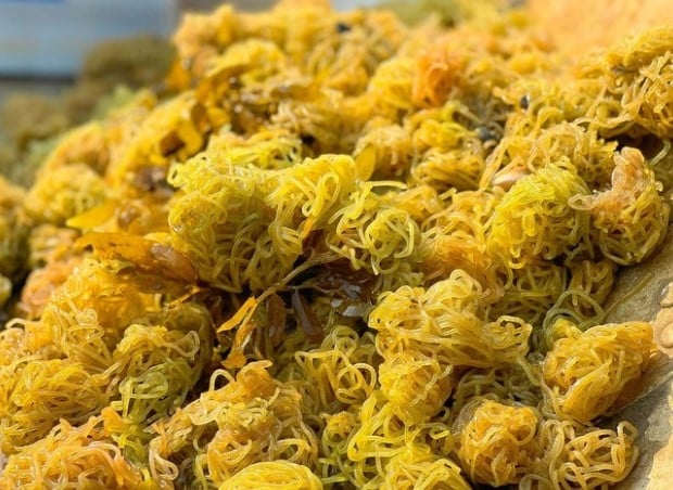 Đặc sản “bún sông” xưa không ai ngó, nay đem bán giá 100.000 đồng/kg- Ảnh 2. Đặc sản “bún sông” xưa không ai ngó, nay đem bán giá 100.000 đồng/kg- Ảnh 2.