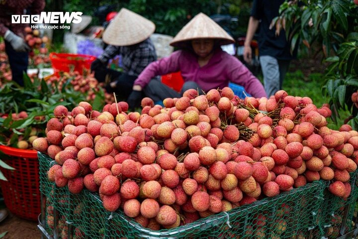 Ai không nên ăn quả vải dù thèm đến mấy?- Ảnh 1. Ai không nên ăn quả vải dù thèm đến mấy?- Ảnh 1.