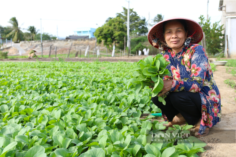 Một hồ nước ngọt 3,5 triệu m3 ở cửa biển Ninh Thuận do đập ngăn mặn hạ lưu Sông Dinh tạo thành- Ảnh 3.