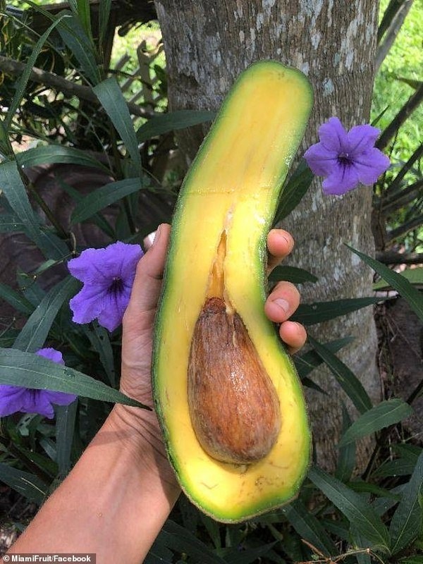 Loại bơ khổng lồ dài hàng mét, dày cơm, béo, vị rất đặc biệt giá tiền triệu mà có bao nhiêu bán hết bấy nhiêu- Ảnh 2.