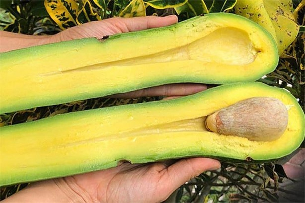 Loại bơ khổng lồ dài hàng mét, dày cơm, béo, vị rất đặc biệt giá tiền triệu mà có bao nhiêu bán hết bấy nhiêu- Ảnh 7.