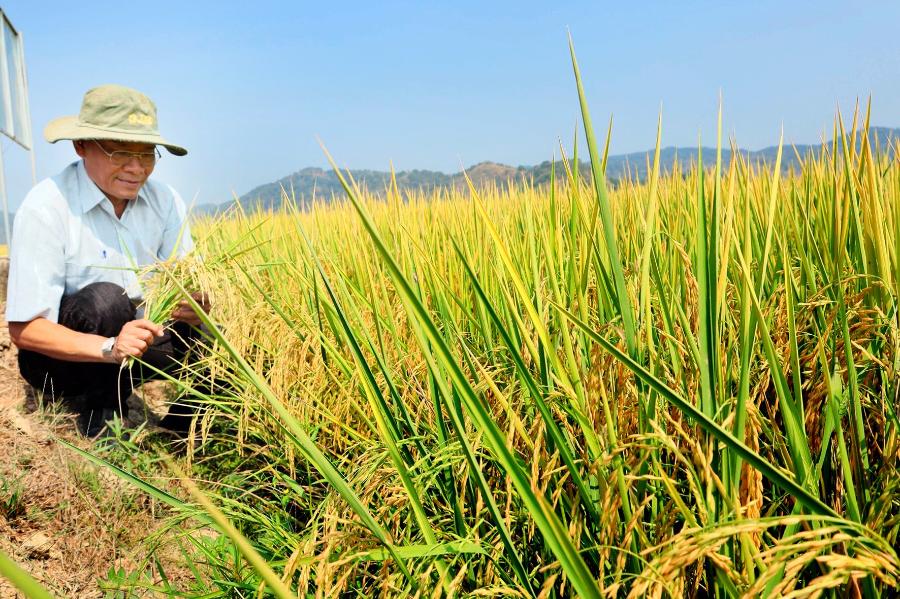 Mới lạ: Nông dân trồng lúa Đắk Lắk có cơ hội kiếm thêm hàng triệu USD nhờ bán tín chỉ carbon- Ảnh 1.