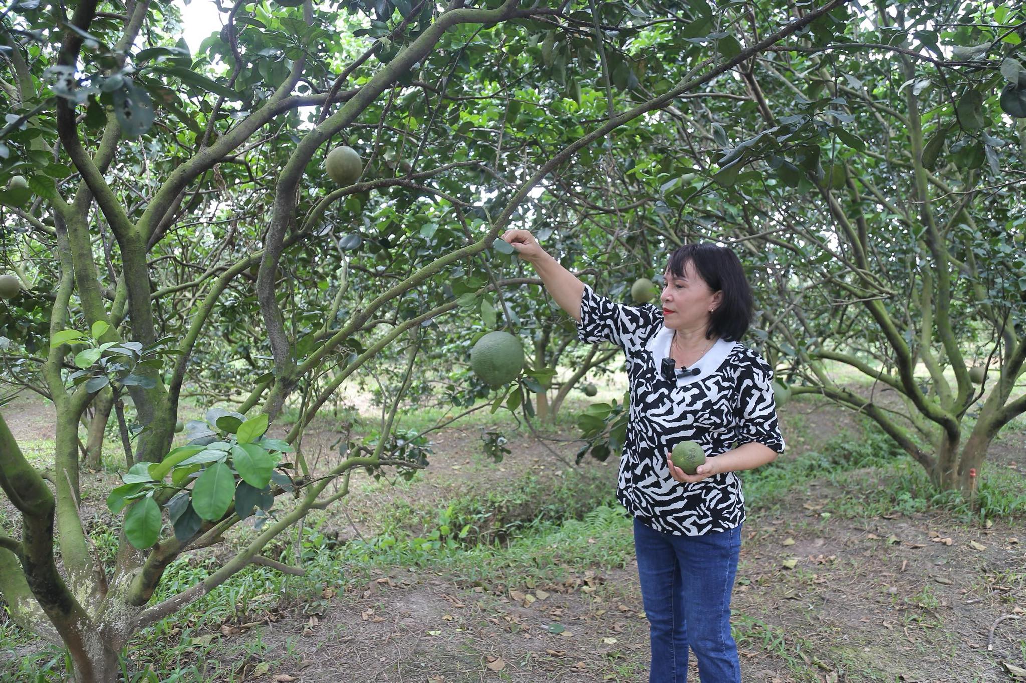 Lĩnh vực nắm nhiều lợi thế nhưng lắm bộn bề ở TP.HCM - Ảnh 4.