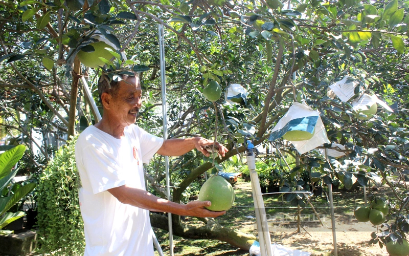 Lão nông Dương Văn Minh và vườn bưởi đường lá cam đặc sản của gia đình. Ảnh: Trần Khánh