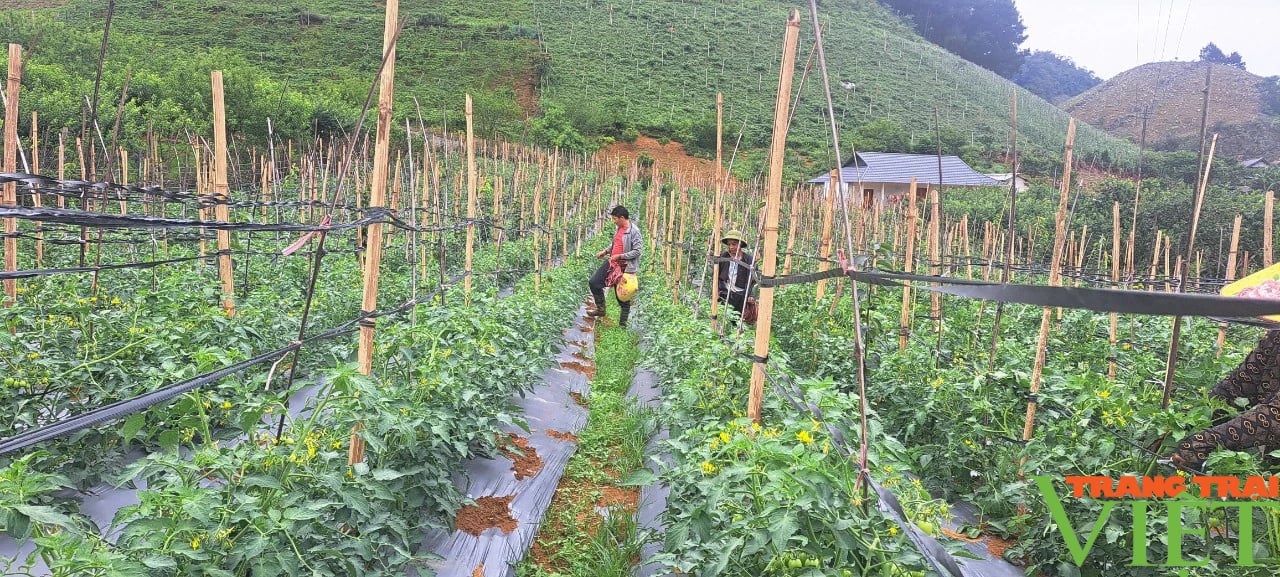 Trồng cà chua trái vụ, lão nông Sơn La hốt bạc- Ảnh 1. Trồng cà chua trái vụ, lão nông Sơn La hốt bạc- Ảnh 1.