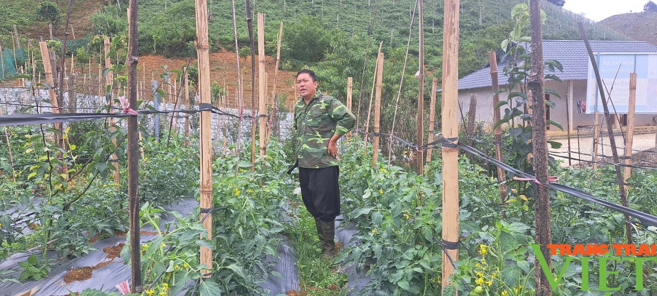 Trồng cà chua trái vụ, lão nông Sơn La hốt bạc- Ảnh 2. Trồng cà chua trái vụ, lão nông Sơn La hốt bạc- Ảnh 2.