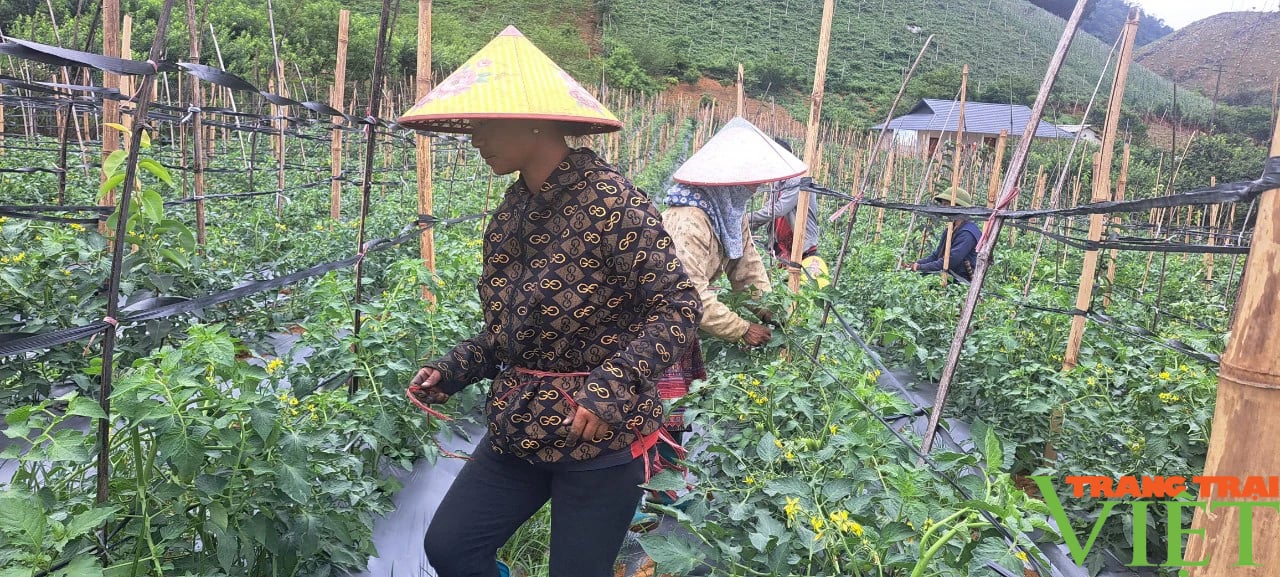 Trồng cà chua trái vụ, lão nông Sơn La hốt bạc- Ảnh 4. Trồng cà chua trái vụ, lão nông Sơn La hốt bạc- Ảnh 4.