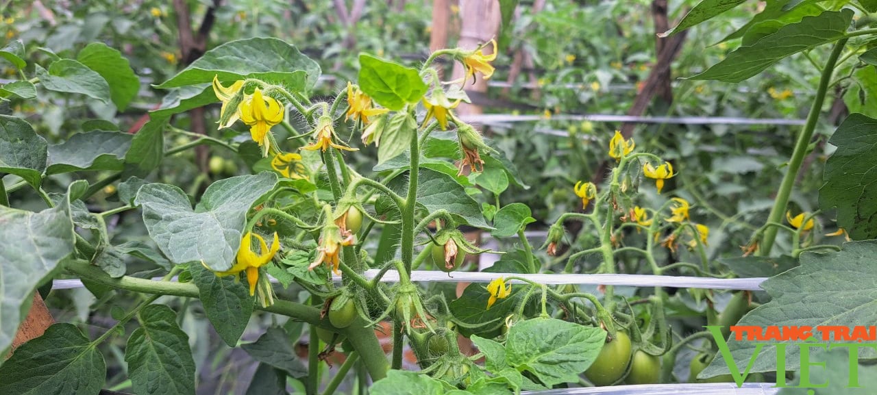 Trồng cà chua trái vụ, lão nông Sơn La hốt bạc- Ảnh 5. Trồng cà chua trái vụ, lão nông Sơn La hốt bạc- Ảnh 5.
