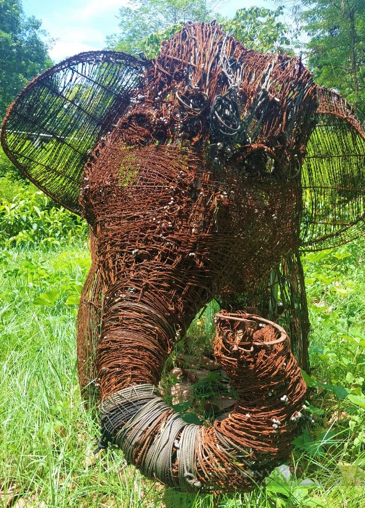 Độc lạ Việt Nam: 15.000 chiếc bẫy thú kết thành cặp voi trong một khu rừng nổi tiếng ở Nghệ An- Ảnh 2.