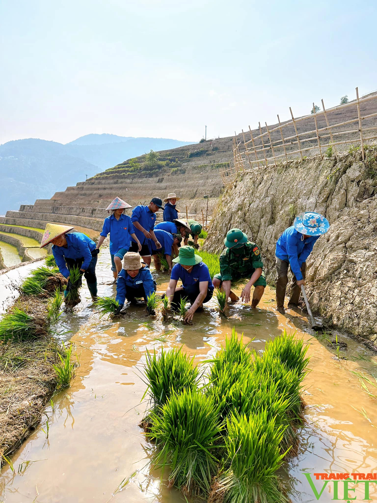 Xúc động hình ảnh tuổi trẻ huyện Mường Tè bì bõm lội ruộng cấy lúa giúp dân- Ảnh 2. Xúc động hình ảnh tuổi trẻ huyện Mường Tè bì bõm lội ruộng cấy lúa giúp dân- Ảnh 2.