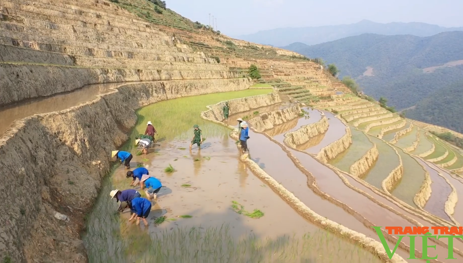 Xúc động hình ảnh tuổi trẻ huyện Mường Tè bì bõm lội ruộng cấy lúa giúp dân- Ảnh 4. Xúc động hình ảnh tuổi trẻ huyện Mường Tè bì bõm lội ruộng cấy lúa giúp dân- Ảnh 4.