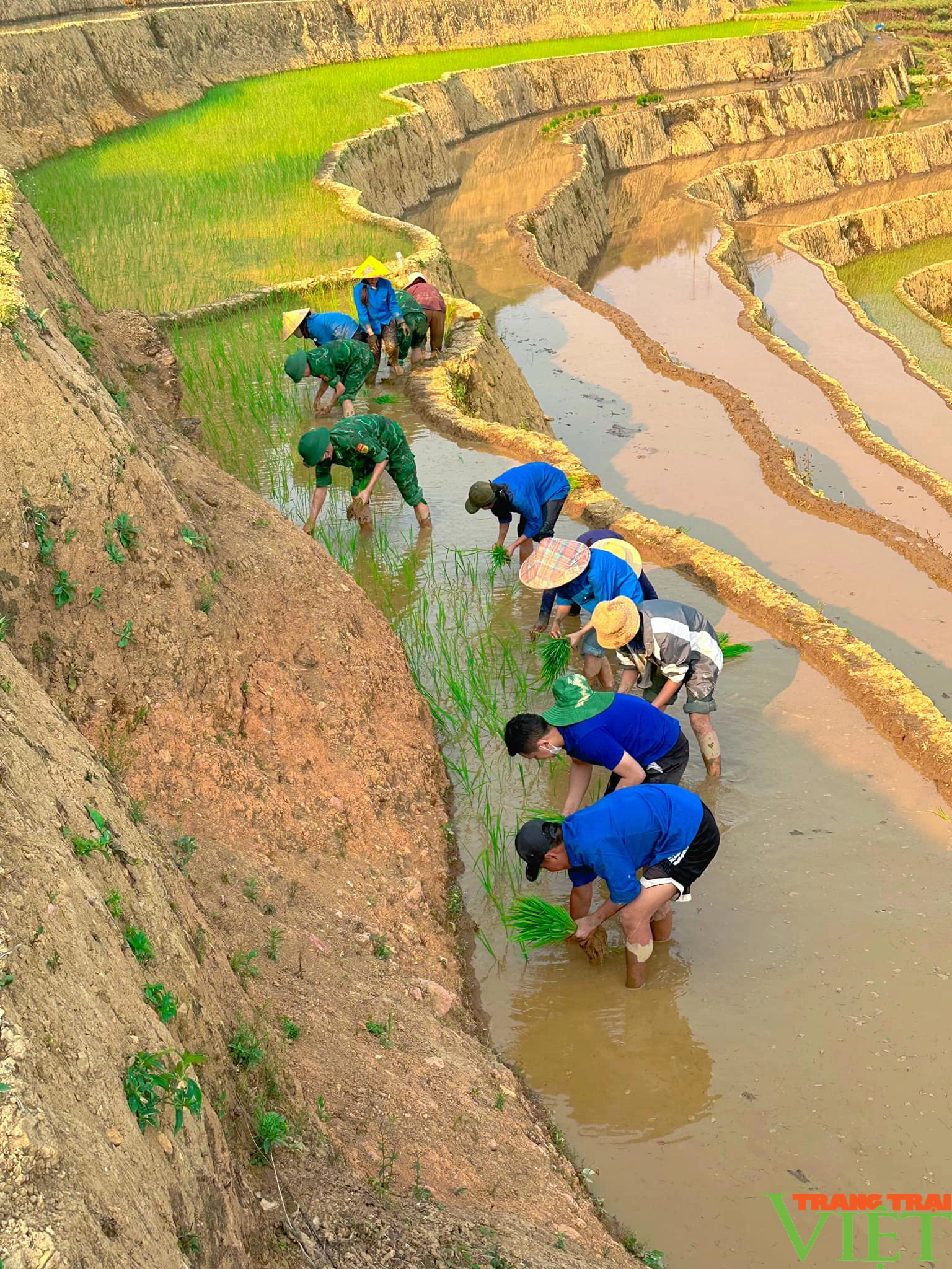 Xúc động hình ảnh tuổi trẻ huyện Mường Tè bì bõm lội ruộng cấy lúa giúp dân- Ảnh 10. Xúc động hình ảnh tuổi trẻ huyện Mường Tè bì bõm lội ruộng cấy lúa giúp dân- Ảnh 10.