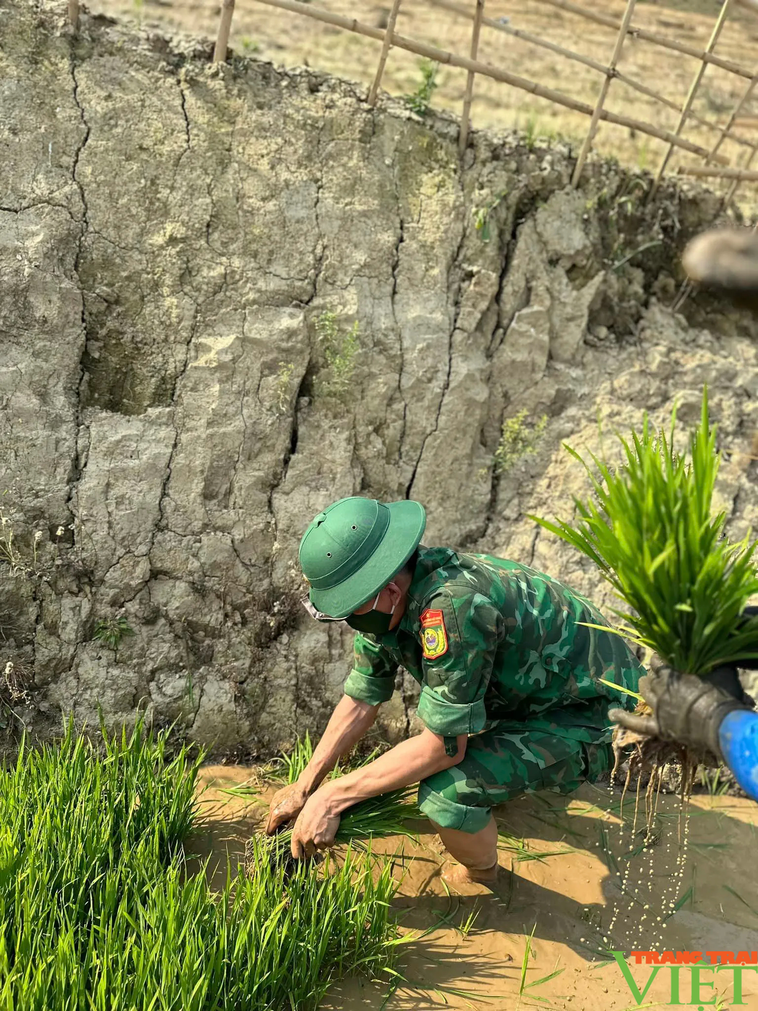 Xúc động hình ảnh tuổi trẻ huyện Mường Tè bì bõm lội ruộng cấy lúa giúp dân- Ảnh 12. Xúc động hình ảnh tuổi trẻ huyện Mường Tè bì bõm lội ruộng cấy lúa giúp dân- Ảnh 12.