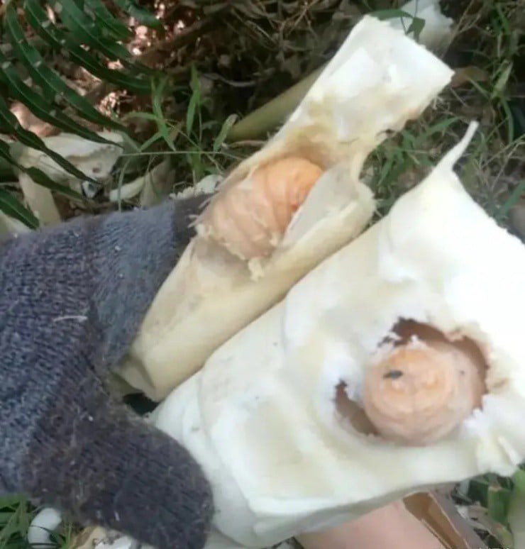 Vào rừng chặt tre bỗng vớ “mỏ vàng”, giá gần 400.000đ/kg, ở Việt Nam có đầy mà ít người dám thử- Ảnh 3.