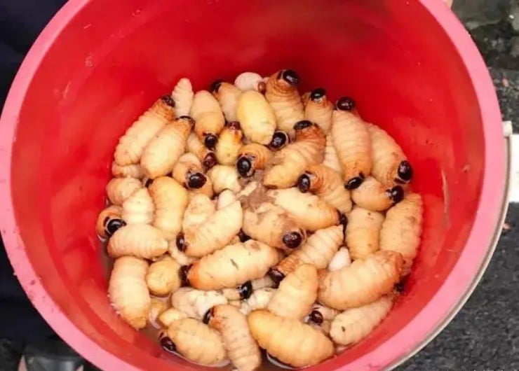 Vào rừng chặt tre bỗng vớ “mỏ vàng”, giá gần 400.000đ/kg, ở Việt Nam có đầy mà ít người dám thử- Ảnh 4.
