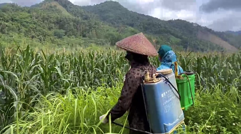 Đàn châu chấu tre lưng vàng khổng lồ xuất hiện ở Cao Bằng, Lạng Sơn, Cục Bảo vệ thực vật khuyến cáo những gì?- Ảnh 2.