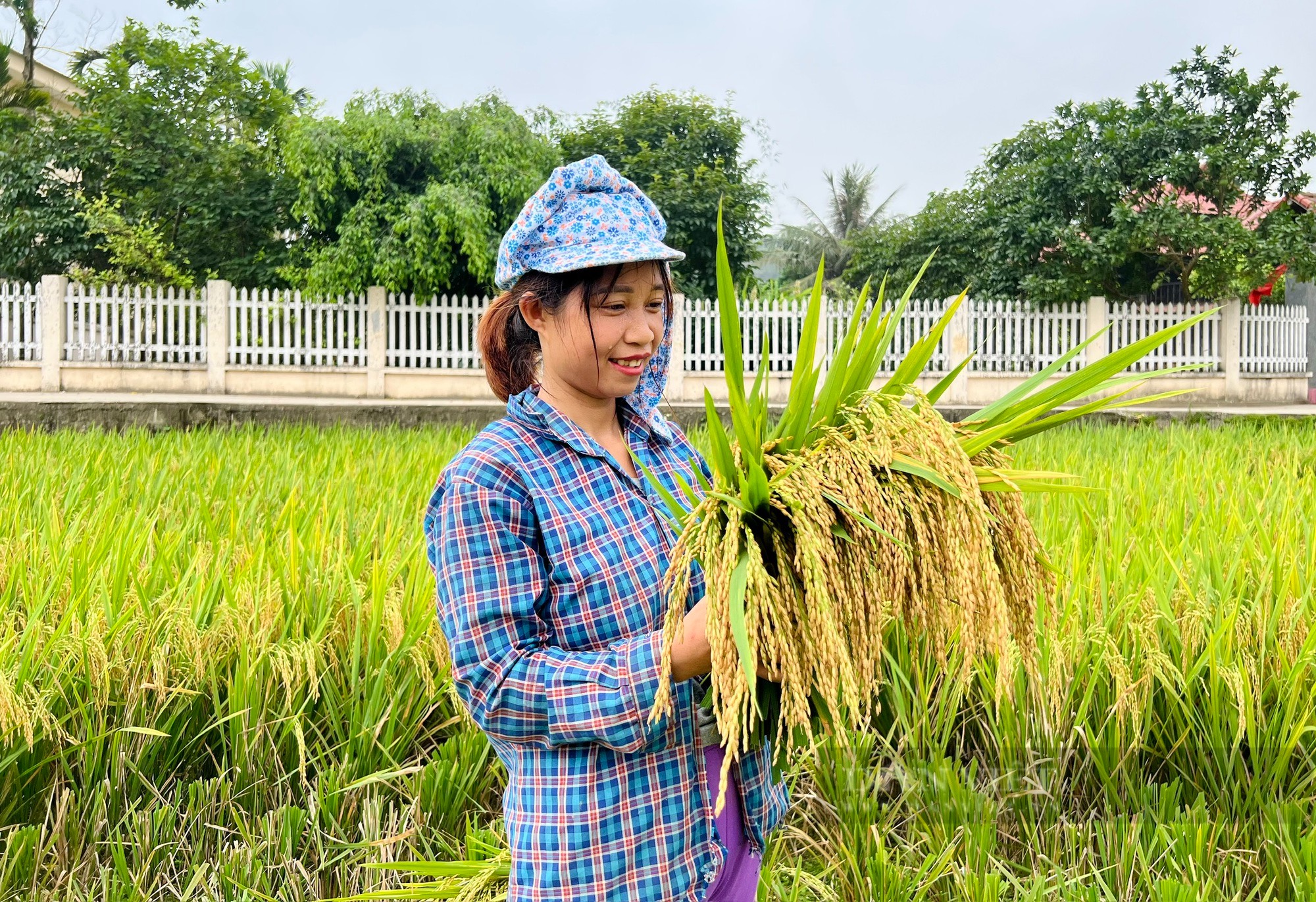 Được mùa lúa xuân, nông dân đất Tổ phấn khởi, đi gặt mà cười tươi như hoa- Ảnh 3.