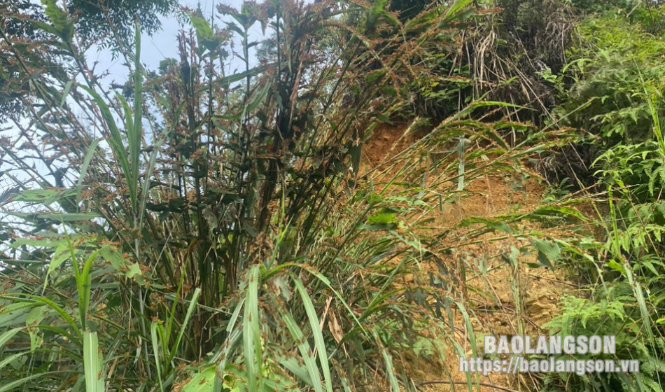 Hàng vạn con châu chấu tre lưng vàng 