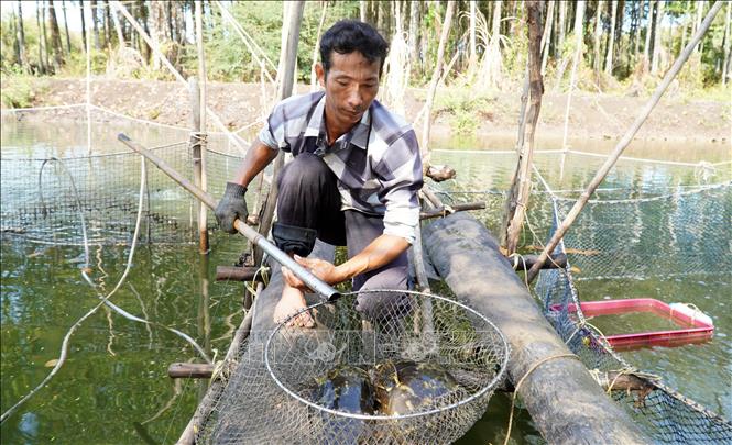 Nuôi một loài đặc sản thịt ngon ngọt dưới tán rừng ở một nơi của Kiên Giang, bắt hàng tấn, bán đắt tiền- Ảnh 6.
