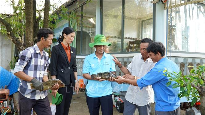 Nuôi một loài đặc sản thịt ngon ngọt dưới tán rừng ở một nơi của Kiên Giang, bắt hàng tấn, bán đắt tiền- Ảnh 4.