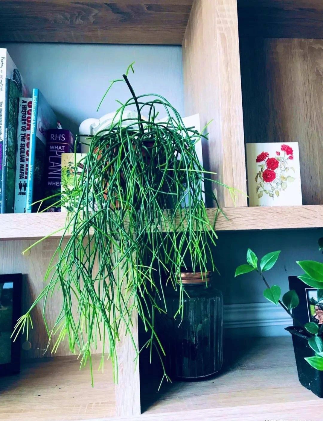 Cây cảnh như suối tóc xanh, toàn cành không lá, nở hoa kết trái quanh năm, tăng vận khí cho gia đình- Ảnh 11.