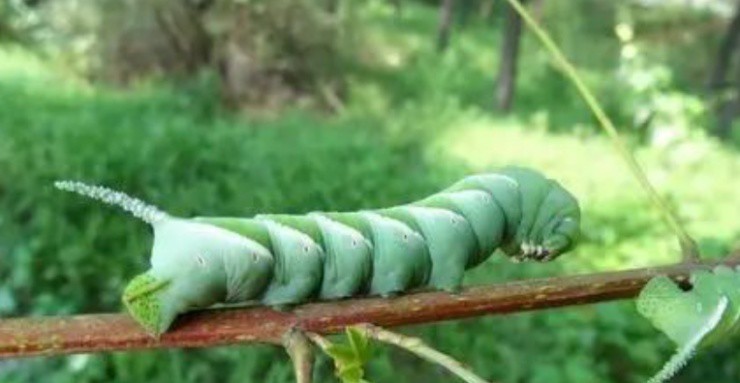 Biến loài "hung thần" chuyên phá hoại mùa màng trông gớm ghiếc thành đặc sản hiếm, có nguồn dinh dưỡng cao- Ảnh 1.