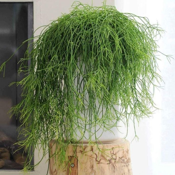 Cây cảnh như suối tóc xanh, toàn cành không lá, nở hoa kết trái quanh năm, tăng vận khí cho gia đình- Ảnh 5.