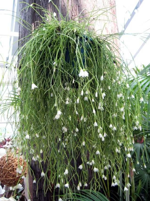 Cây cảnh như suối tóc xanh, toàn cành không lá, nở hoa kết trái quanh năm, tăng vận khí cho gia đình- Ảnh 16.