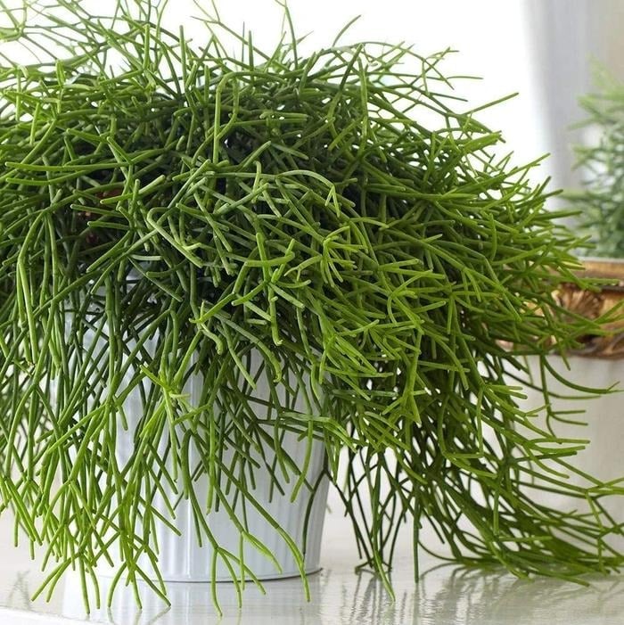 Cây cảnh như suối tóc xanh, toàn cành không lá, nở hoa kết trái quanh năm, tăng vận khí cho gia đình- Ảnh 15.