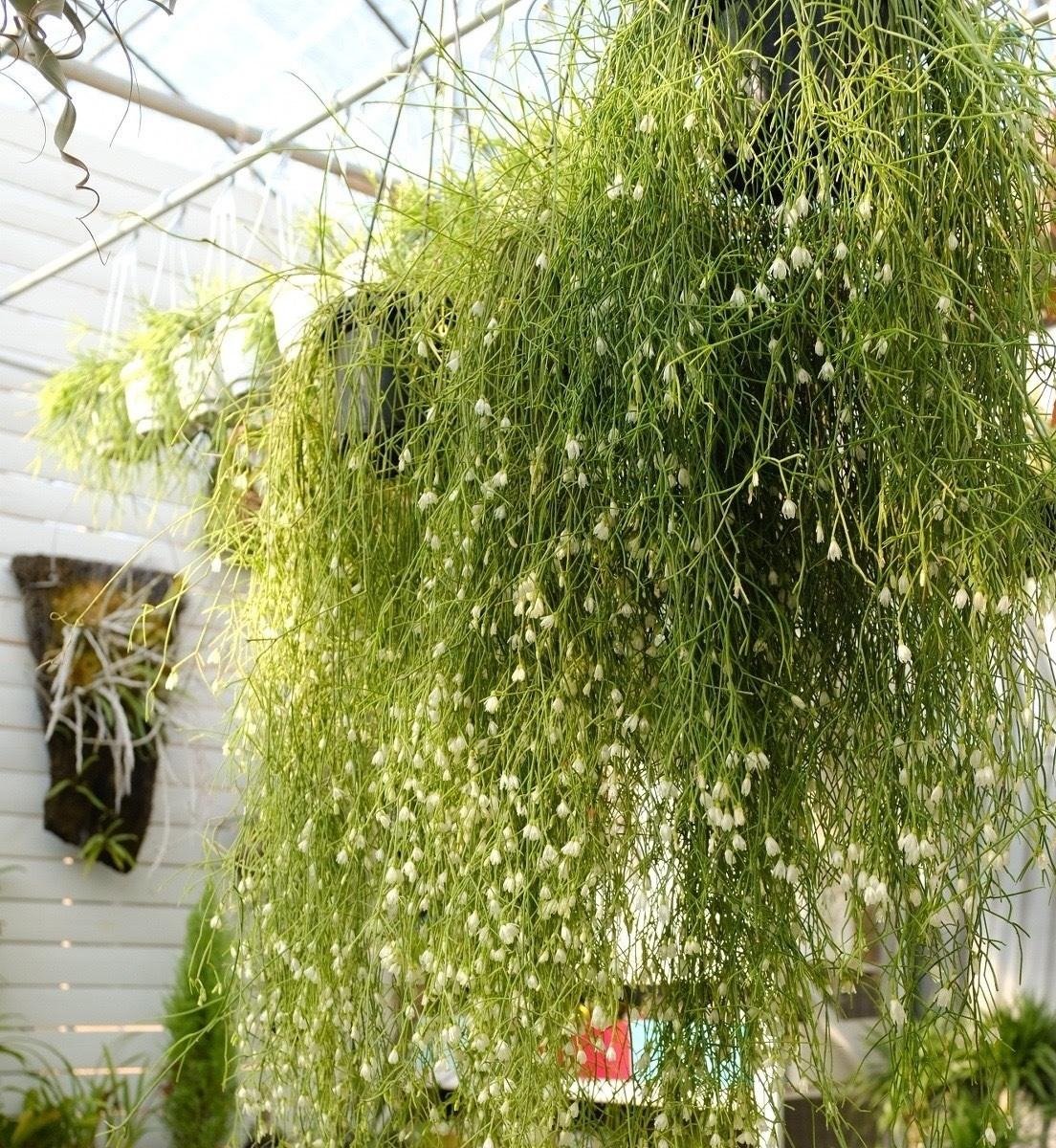 Cây cảnh như suối tóc xanh, toàn cành không lá, nở hoa kết trái quanh năm, tăng vận khí cho gia đình- Ảnh 1.