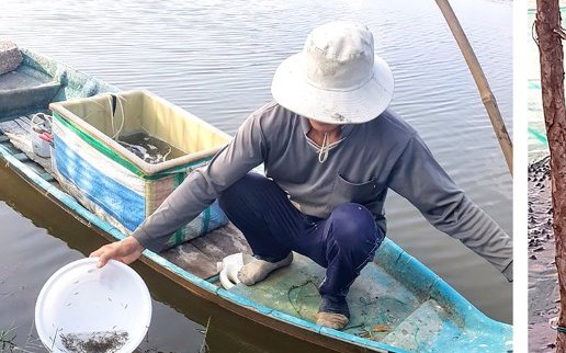 Ông nông dân Bến Tre nuôi một con vật chui rúc, biến thứ bẩn ra phân bón tốt, nhà khá giả hẳn lên- Ảnh 2.