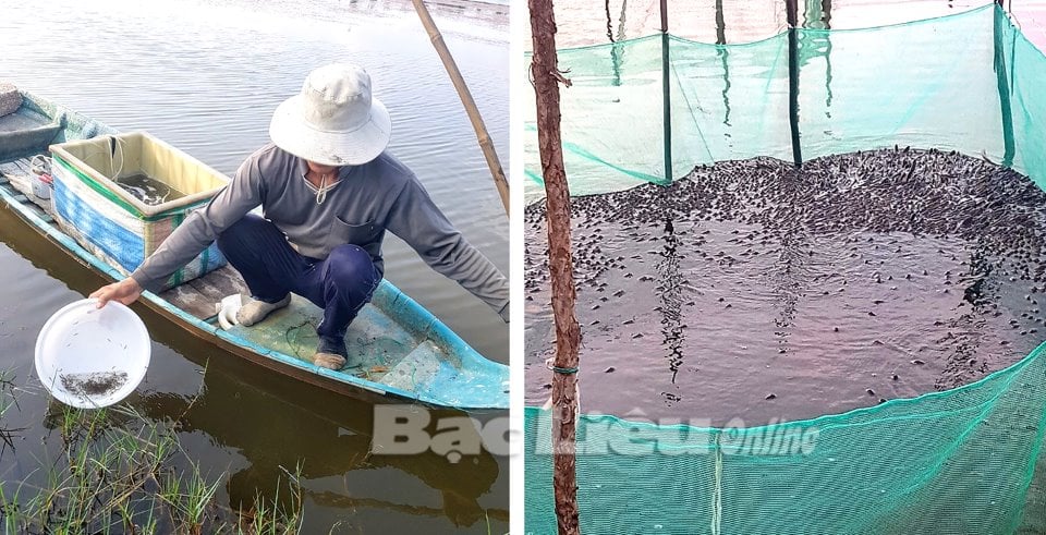 "Đánh liều" thả nuôi con cá đặc sản này vô ruộng lúa, ngờ đâu một anh nông dân Bạc Liêu trúng lớn- Ảnh 1.