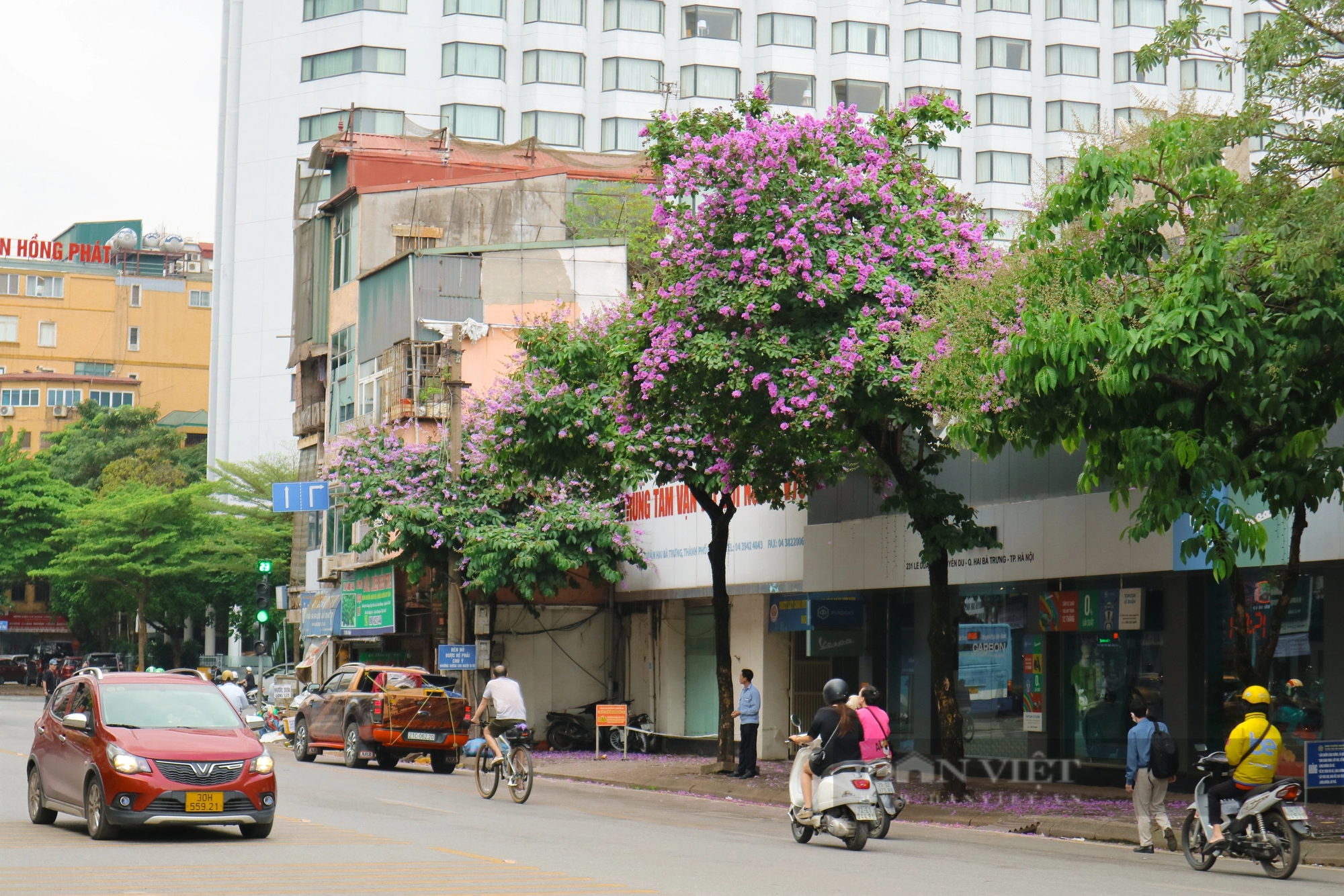 Ngắm loài hoa "tím mộng mơ", hễ thấy là biết hè về tại Hà Nội- Ảnh 1.