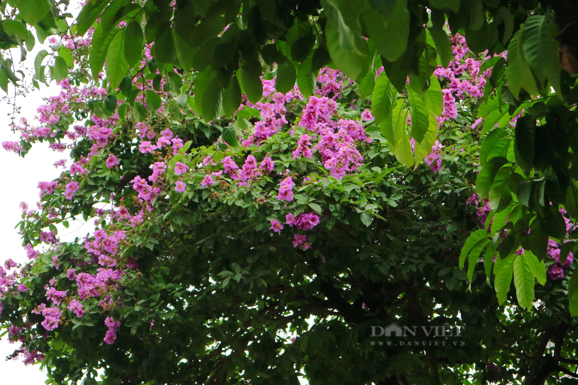 Ngắm loài hoa "tím mộng mơ", hễ thấy là biết hè về tại Hà Nội- Ảnh 2.