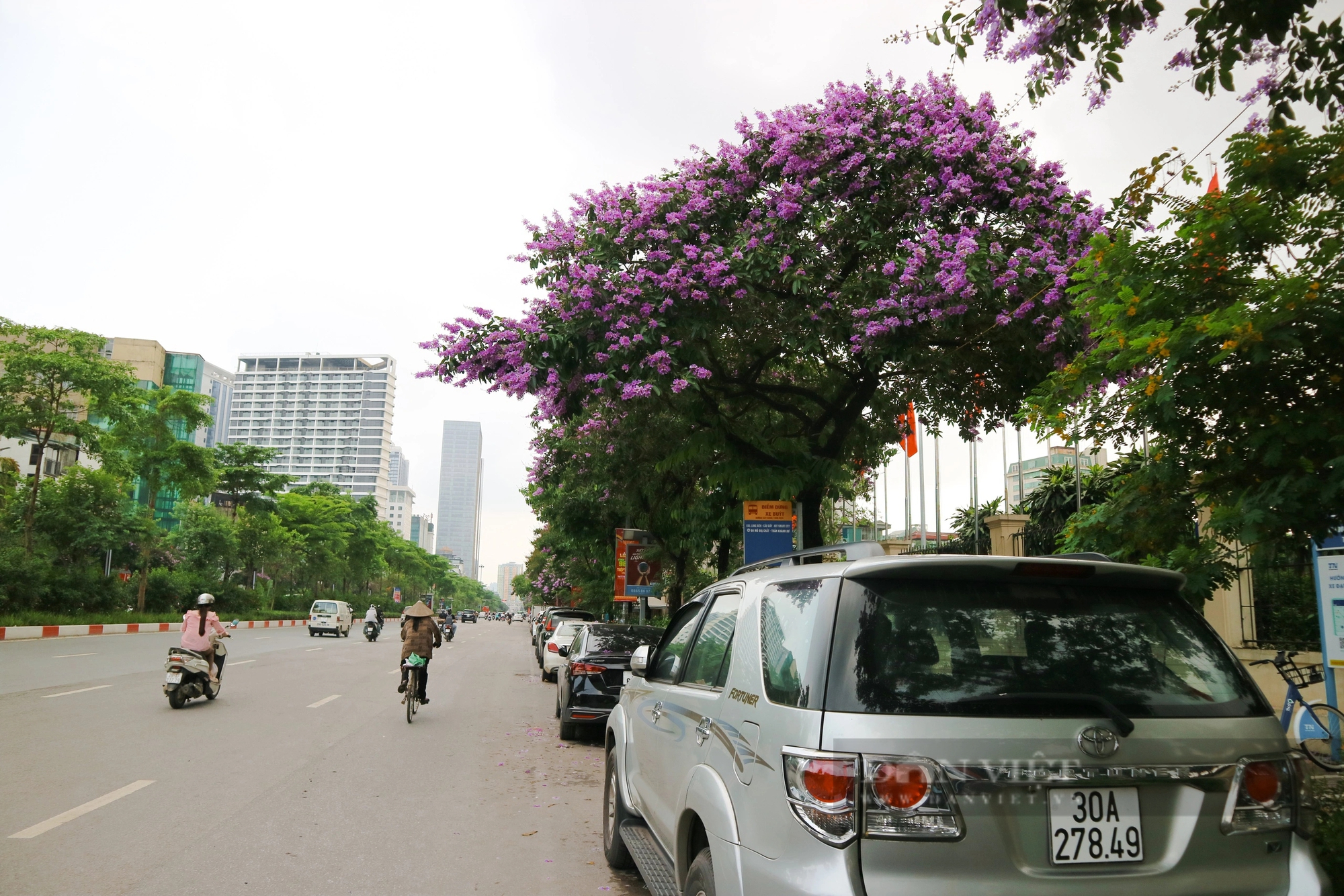 Ngắm loài hoa "tím mộng mơ", hễ thấy là biết hè về tại Hà Nội- Ảnh 3.