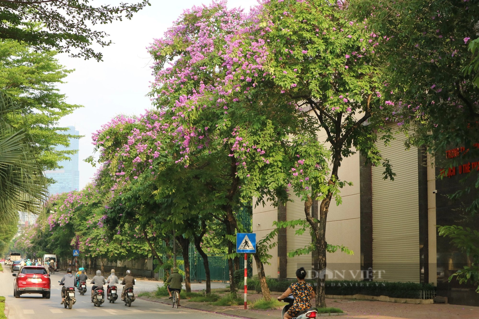 Ngắm loài hoa "tím mộng mơ", hễ thấy là biết hè về tại Hà Nội- Ảnh 4.