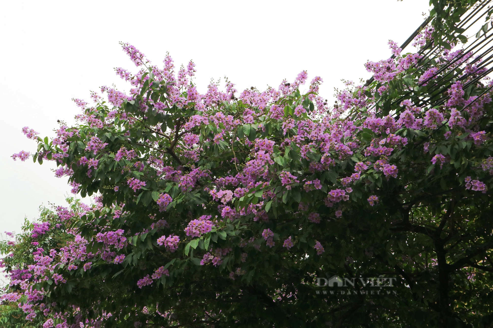 Ngắm loài hoa "tím mộng mơ", hễ thấy là biết hè về tại Hà Nội- Ảnh 5.