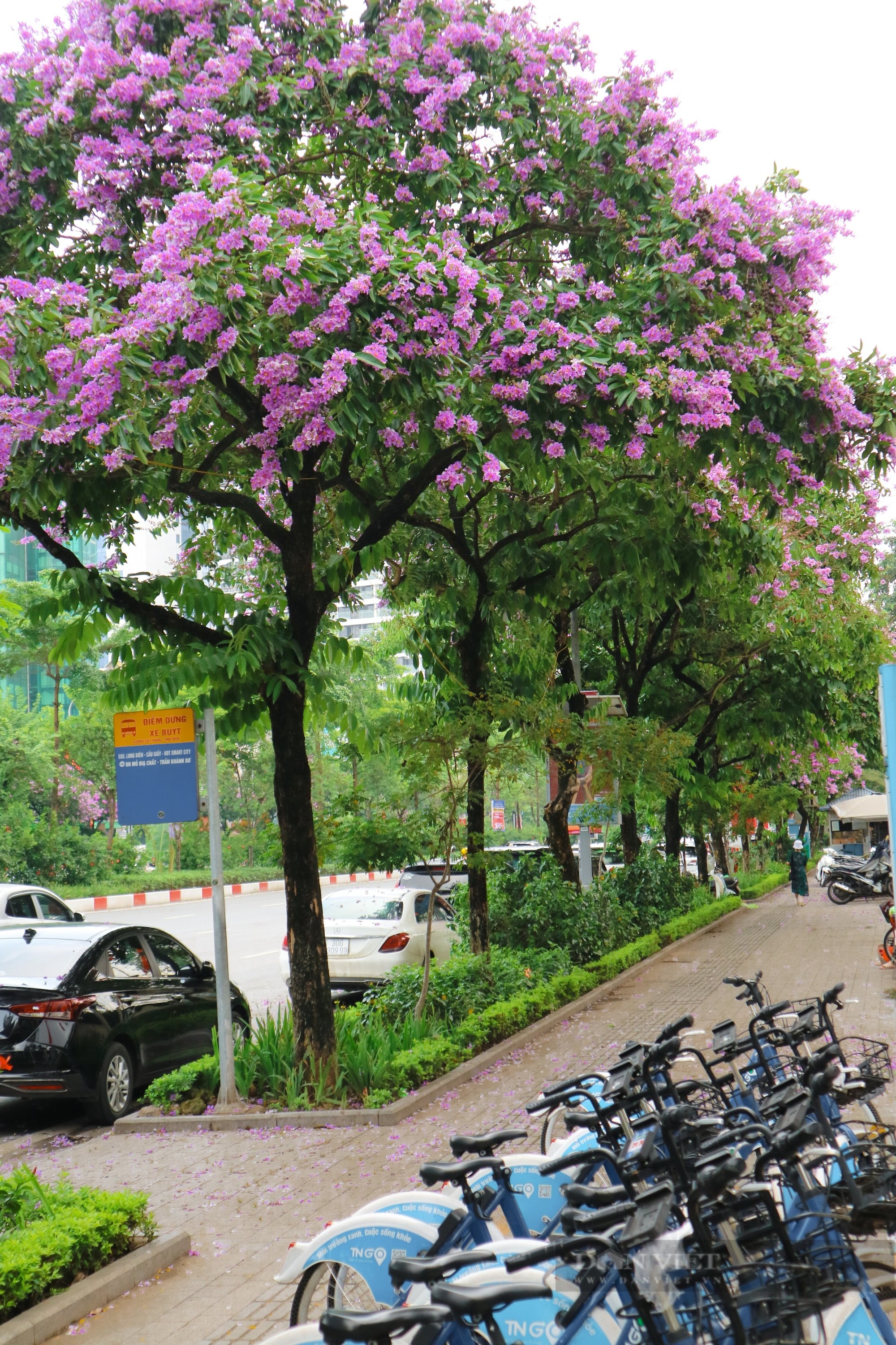 Ngắm loài hoa "tím mộng mơ", hễ thấy là biết hè về tại Hà Nội- Ảnh 6.