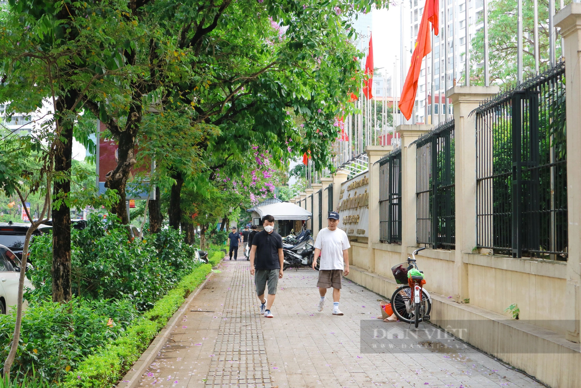 Ngắm loài hoa "tím mộng mơ", hễ thấy là biết hè về tại Hà Nội- Ảnh 7.