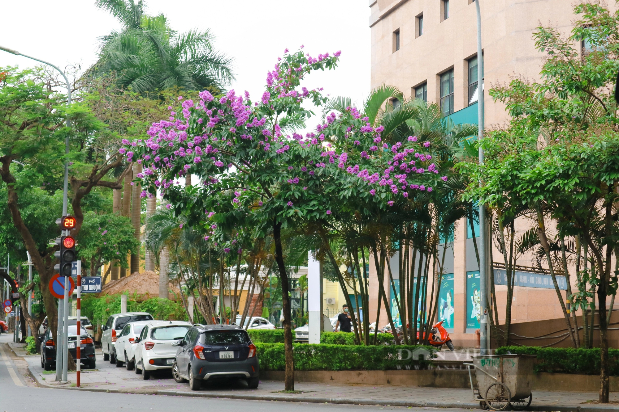 Ngắm loài hoa "tím mộng mơ", hễ thấy là biết hè về tại Hà Nội- Ảnh 11.