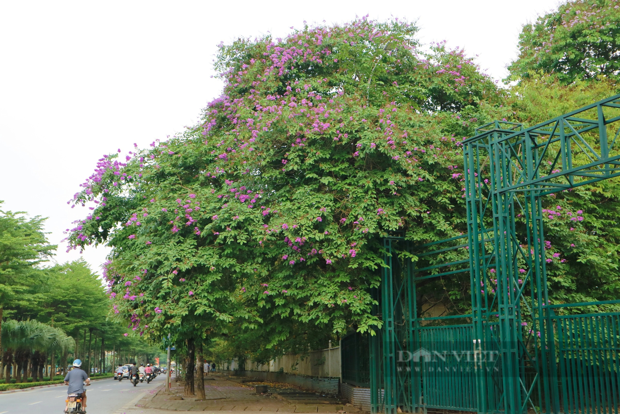 Ngắm loài hoa "tím mộng mơ", hễ thấy là biết hè về tại Hà Nội- Ảnh 12.