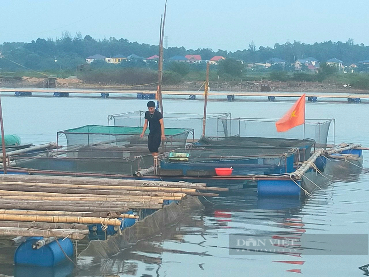 Hàu nuôi trên sông chết dần do mưa lớn, nông dân Quảng Bình chỉ biết xót xa nhìn- Ảnh 1.