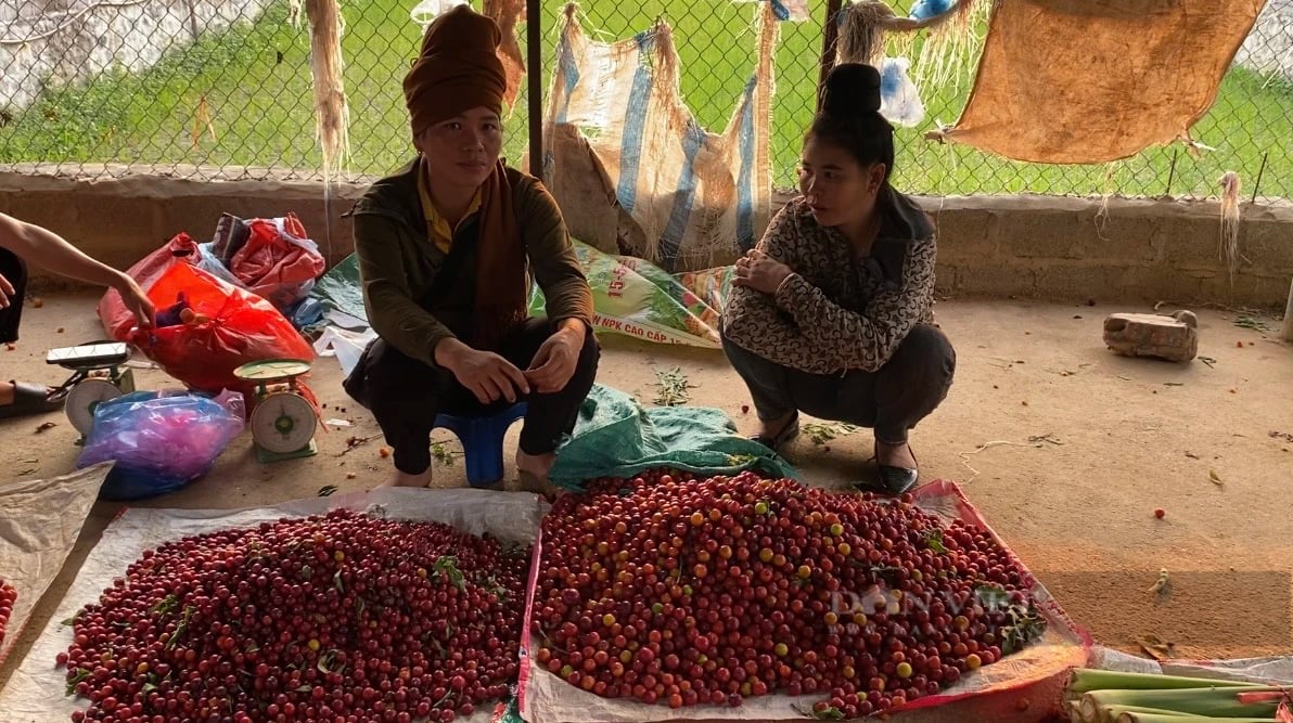 Chợ côn trùng 